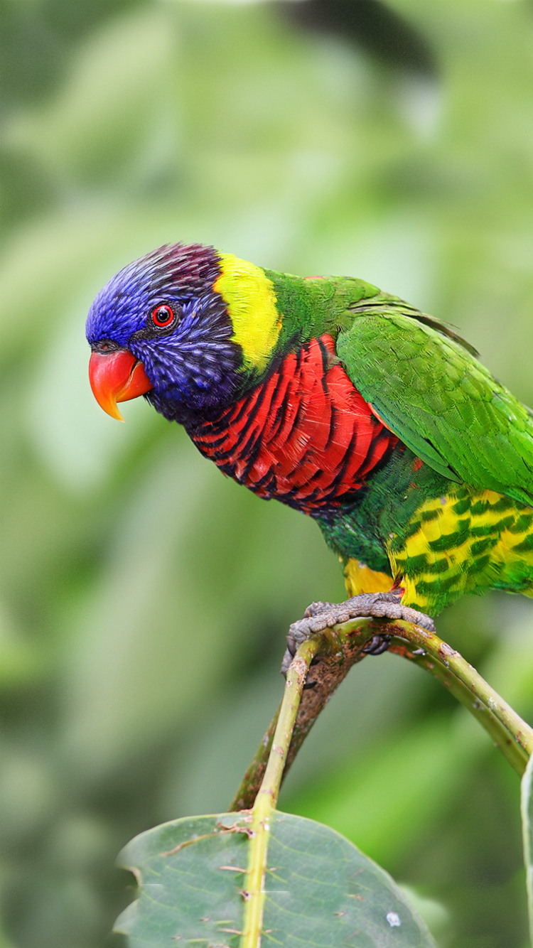 Colorful Rainbow Parrot خلفيات ايفون iPhone 6, iPhone 7 ...